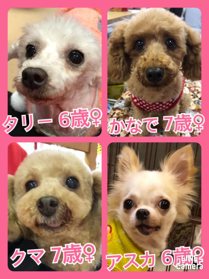 🐾今日の里親様募集中ワンコ🐶メンバーです🐾2020,10,22